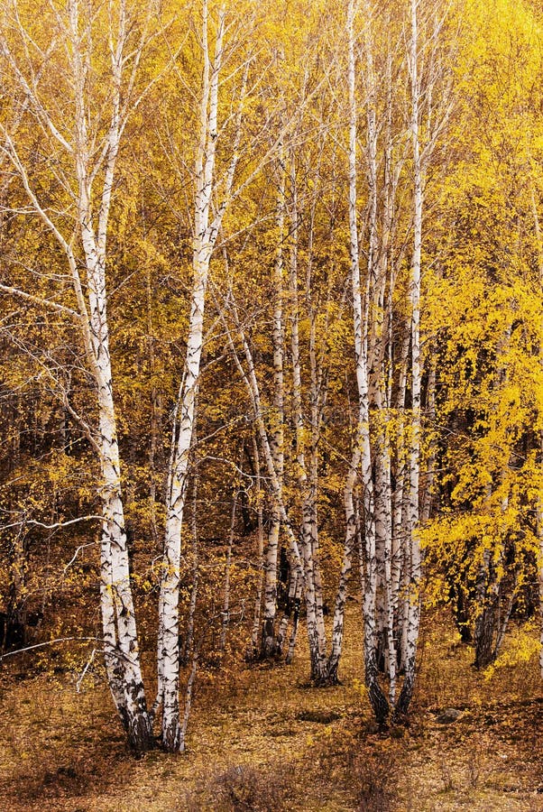 Silver birch