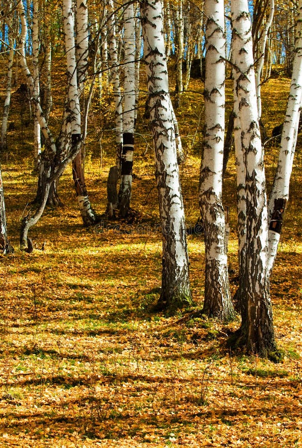 Silver birch