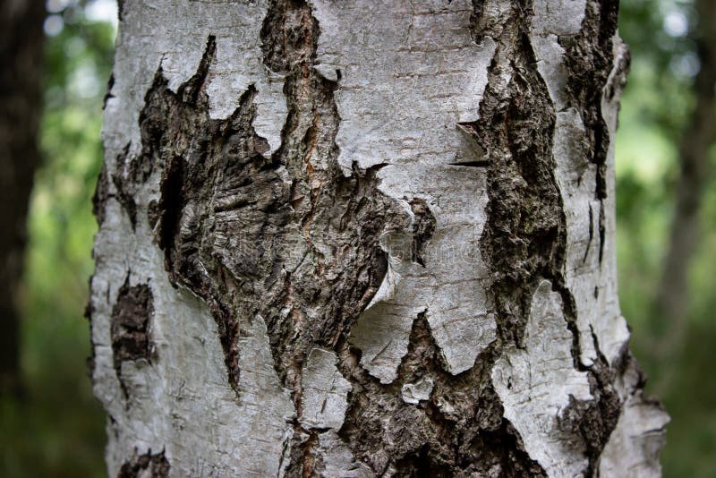 851 Silver Birch Close Up Stock Photos Free & RoyaltyFree Stock