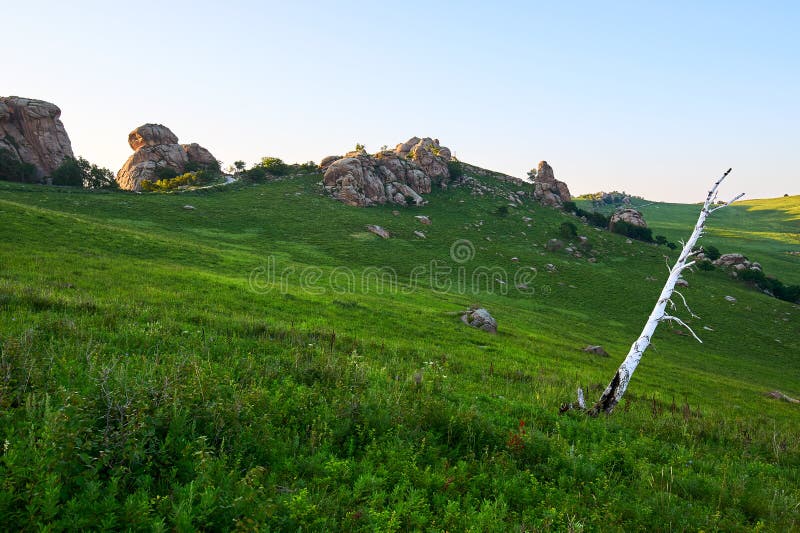 The silver birch on the high mountain meadow