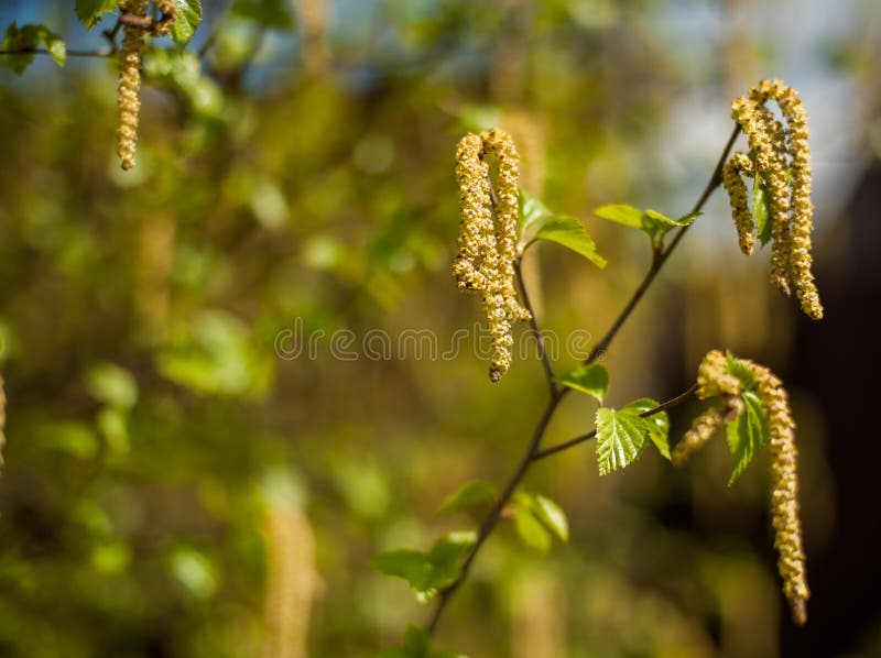 Silver Birch Seeds stock photo. Image of bright, seed - 13933584