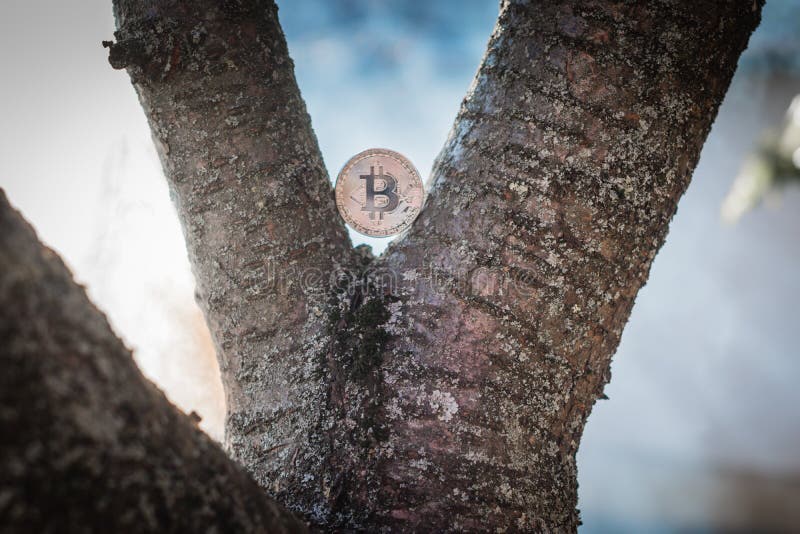 Silver bit coin in the tree at nature with smoky background