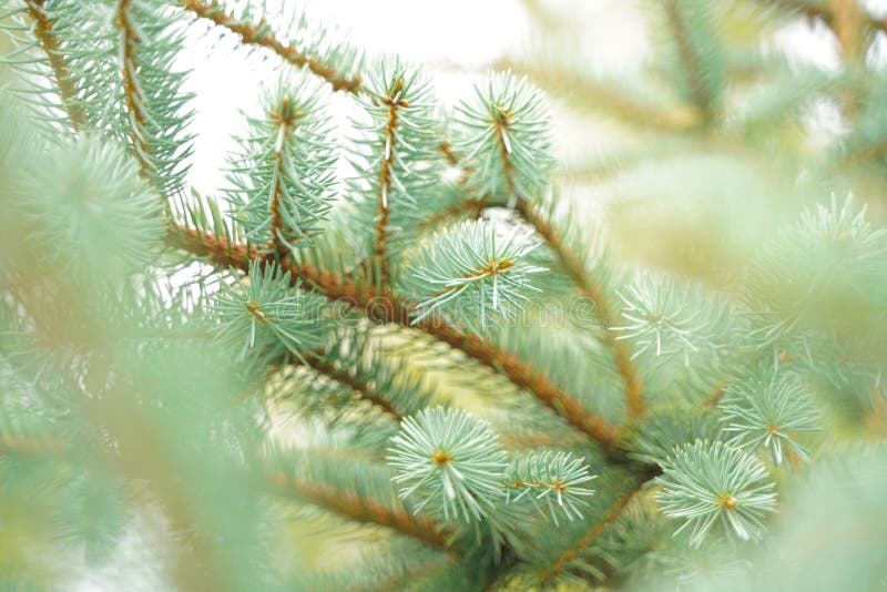 Silver Blue Spruce Pine, Fir Tree Branches Outdoor Close Up Stock Image