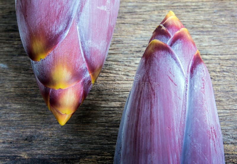 Silver Bluggoe Banana Blossom Stock Photo Image of blossom, close