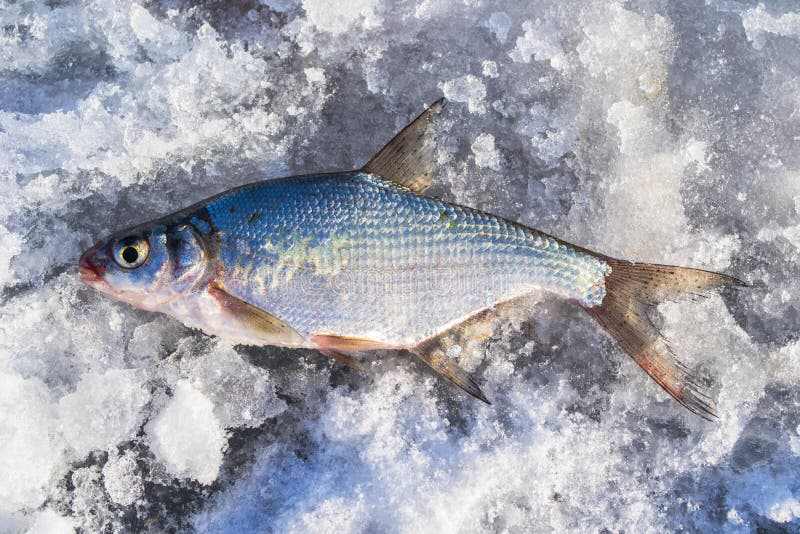 Silver bream lying on the ice. Fishing in winter with ice. Silver bream lying on the ice. Fishing in winter with ice.