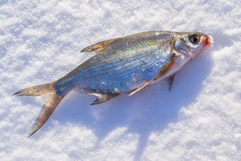 Silver bream lying on the ice. Fishing in winter with ice on the jig. Silver bream lying on the ice. Fishing in winter with ice on the jig