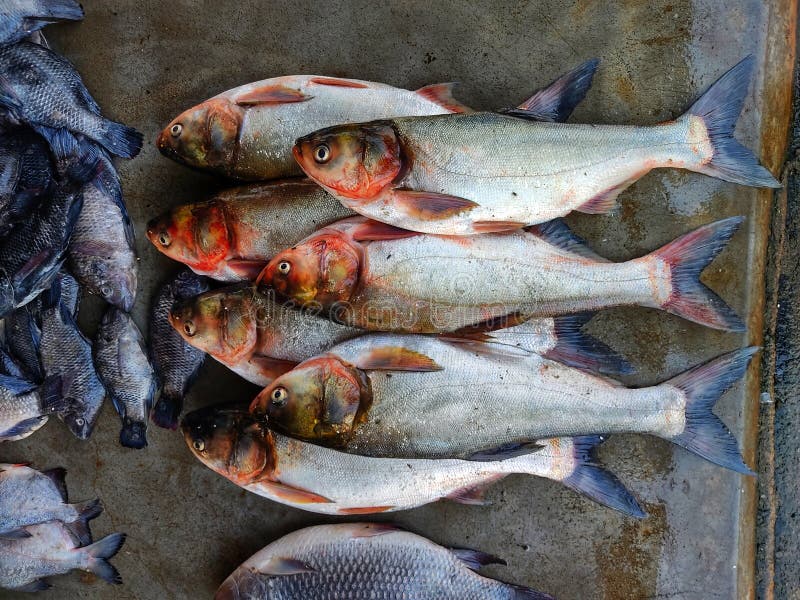 Silver Carp Fish Arranged in Row in Indian Fish Market for Sale Stock