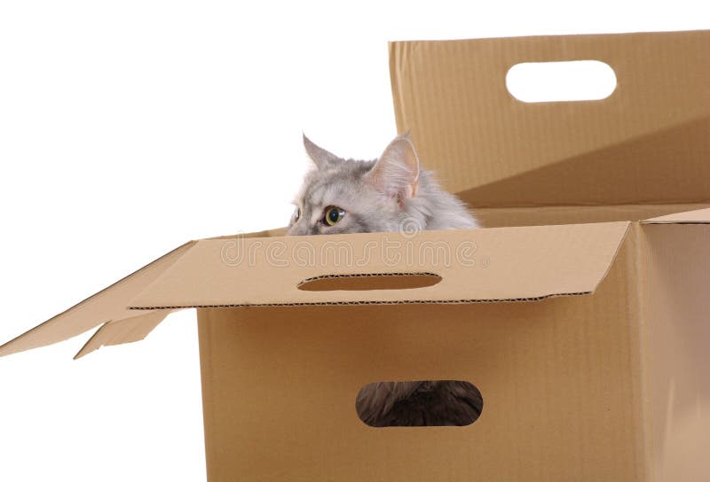 Silver cat in paper box.