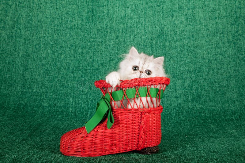 Silver Chinchilla kitten sitting inside red Santa shoe boot green background. Silver Chinchilla kitten sitting inside red Santa shoe boot green background