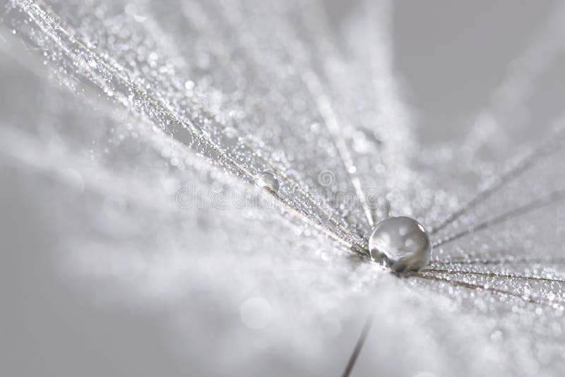 A silver drop on the dandelion seed. Abstract macro. Can be used for Christmas background.