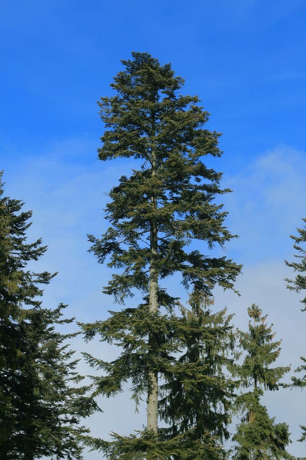 Silver fir