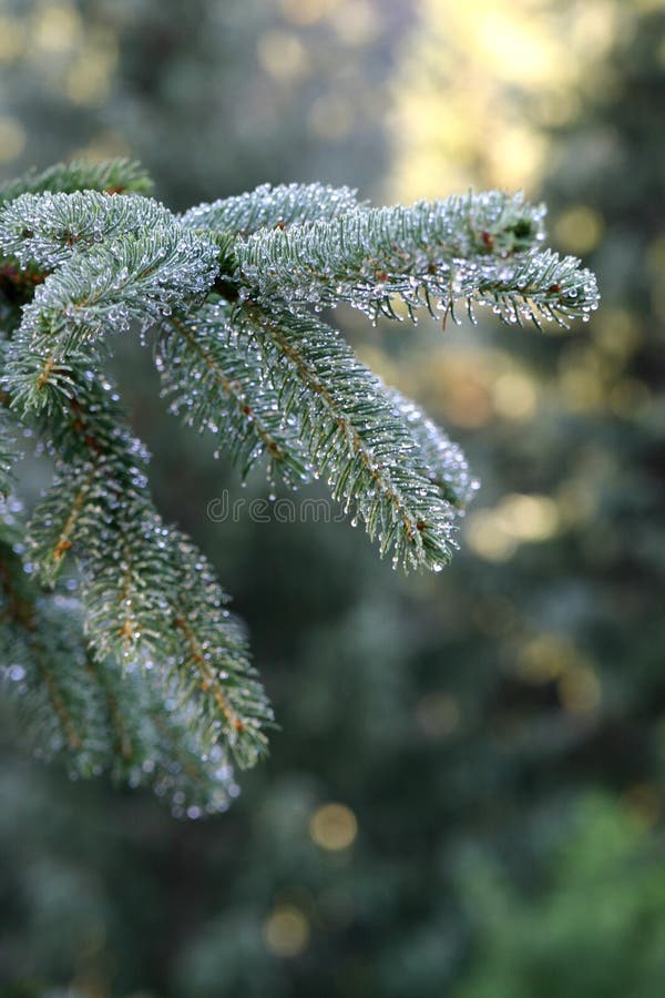 Silver fir drops