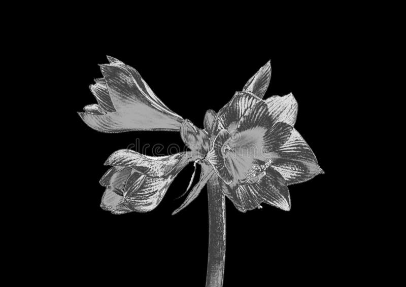 Silver flower stock photo. Image of flower, closeup, silver 96062686