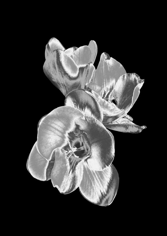 Silver flower stock photo. Image of orchid, abstraction 96073482