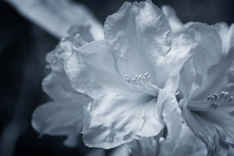 41,510 Silver Flowers Stock Photos Free & RoyaltyFree Stock Photos