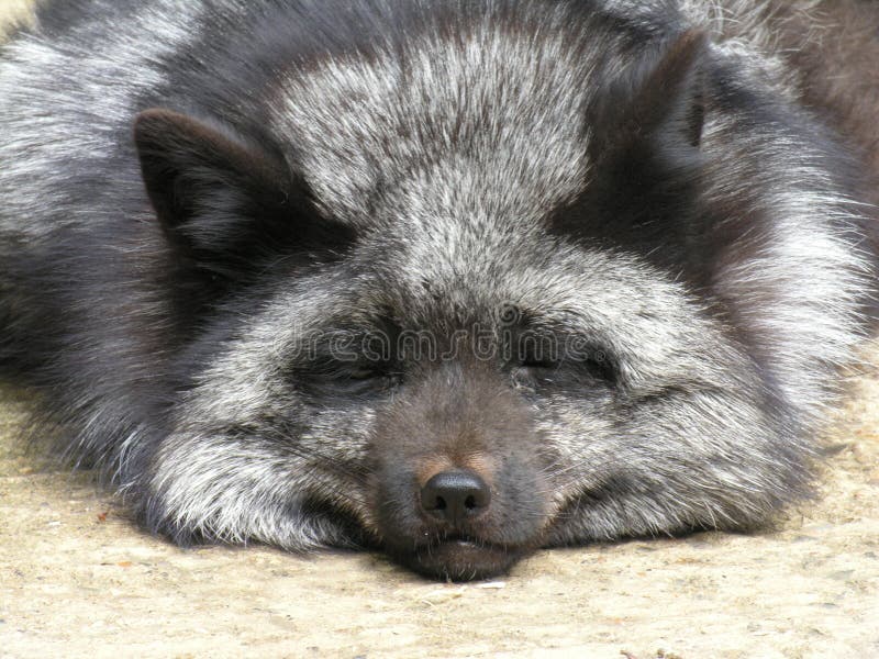 Silver Fox stock image. Image of wildlife, animal, lazy - 140377 Silver Fox stock image. Image of wildlife, animal, lazy - 140377