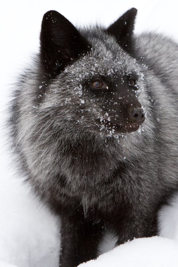 Beautiful Silver Fox, With Thick Winter Fur. Intense Yellow Eyes. Green  Grass Background Stock Photo, Picture and Royalty Free Image. Image  161589574.