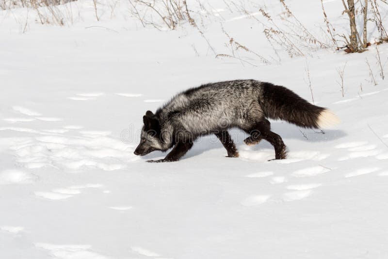 Red Fox (Vulpes Vulpes) Trots Right Stock Image - Image of outside