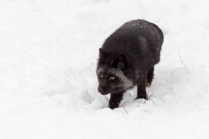 Beautiful Silver Fox, With Thick Winter Fur. Intense Yellow Eyes. Green  Grass Background Stock Photo, Picture and Royalty Free Image. Image  161589574.
