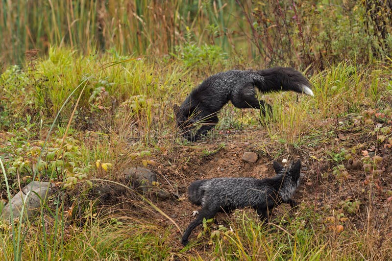Silver Foxes Vulpes vulpes Move About stock photo