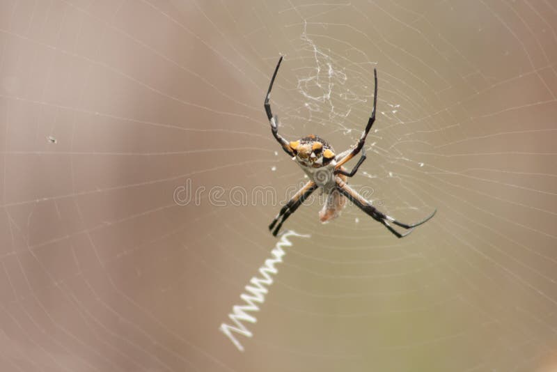 Silver Garden Spider Stock Image Image Of Arthropod 112742413