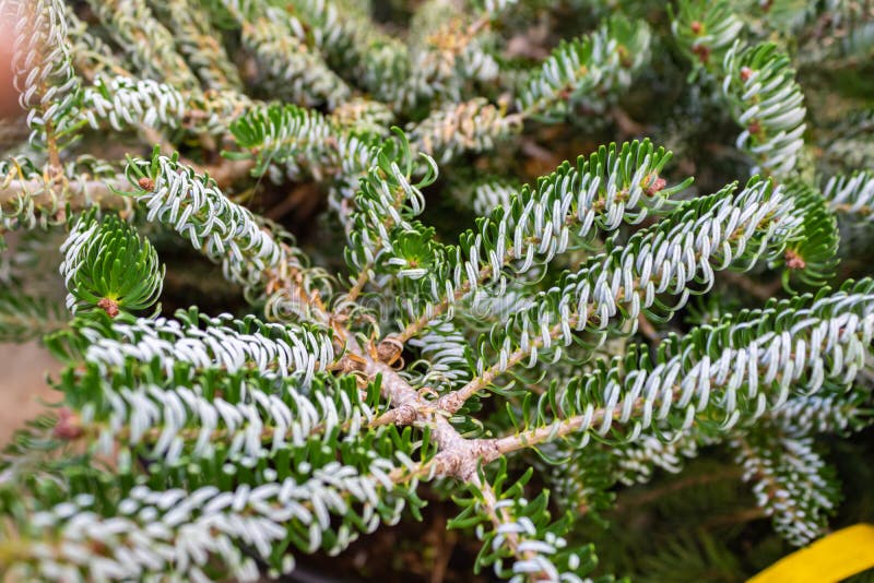 Silver Korean Fir - Abies koreana & x27;Silberlocke & x27;, closeup de feuilles blanches à pointe d'aiguille photo stock Silver Korean Fir - Abies koreana & x27;Silberlocke & x27;, closeup de feuilles blanches à pointe d'aiguille photo stock