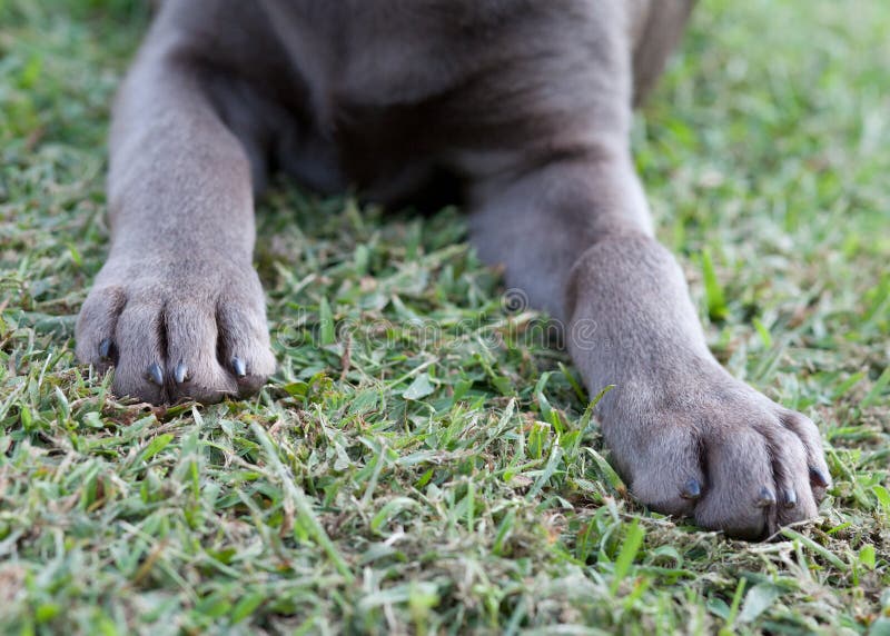 Silver Lab Paws stock image. Image of puppy, nails, friend 29633723
