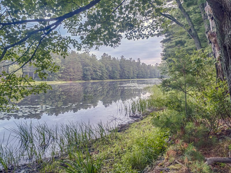 Silver Lake in Sullivan County Stock Image Image of plants, county