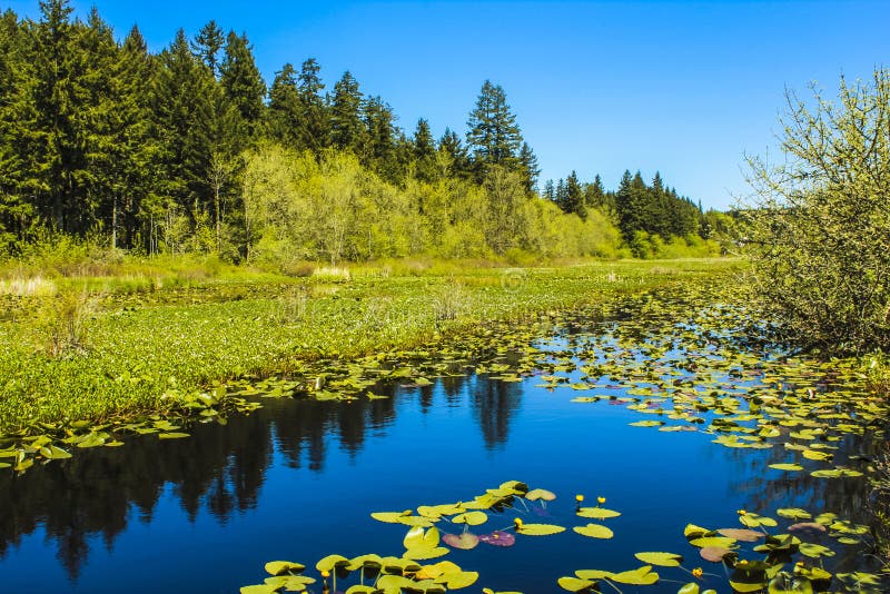 Silver Lake (Washington) stock photo. Image of silver 33610122