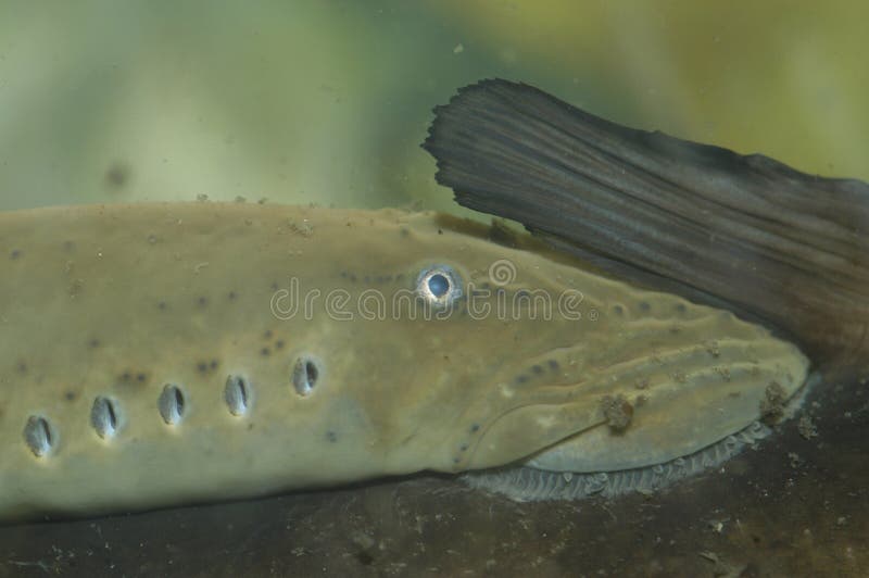 A Silver Lamprey (Ichthyomyzon unicuspis) a parasitic jawless fish, feeding on the back of Black Bullhead (Ichthyomyzon unicuspis).