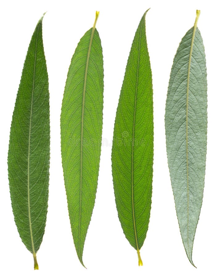 Willow leaves stock photo. Image of isolated, macro, nature 5733496