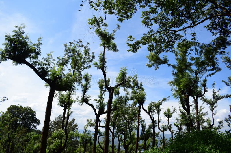 Silver Oak Tree with Blue Sky Behind Stock Image Image of botany