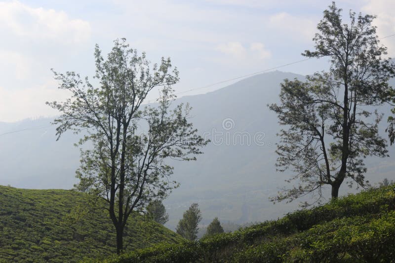 Tea Plantation with SIlver Oak Trees on Hills in Munnar, Kerala, India