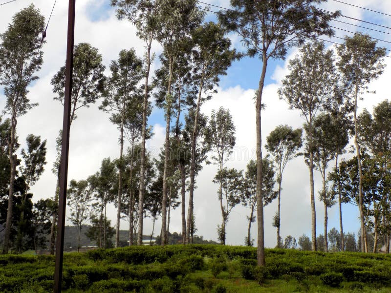 Silver Oak trees stock image. Image of plantation, plants 98950947