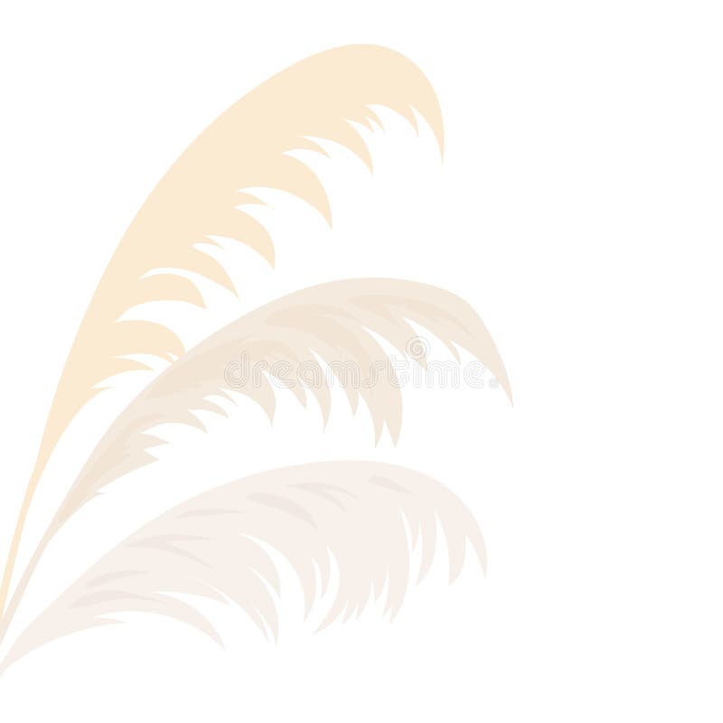 Pampas Grass Golden Vector Illustration Panicle Cortaderia Selloana South  America Floral Ornamental Grass Feathery Flower Head Plumes Used In Flower  Arrangements Ornamental Displays Decoration Stock Illustration - Download  Image Now - iStock