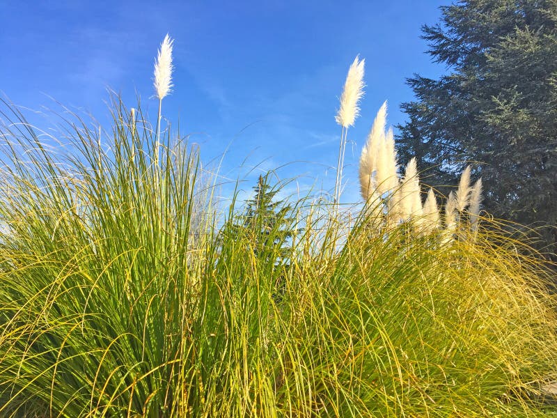 Silver Pampas Grass on a Spanish Village Stock Photo Image of