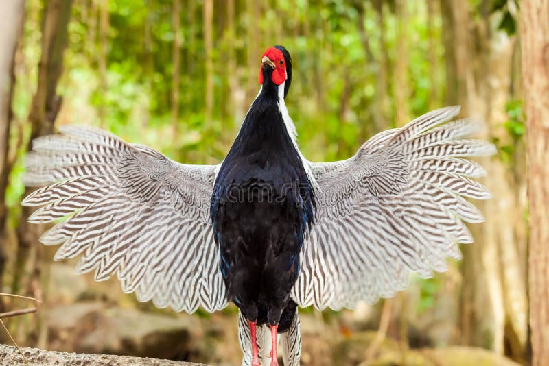 The Silver pheasant (Lophura nycthemera) bird spread her wings quickly in nature