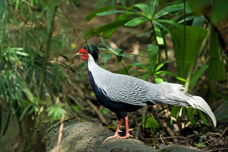 Silver Pheasant (male) is bird in rain forest of Thailand