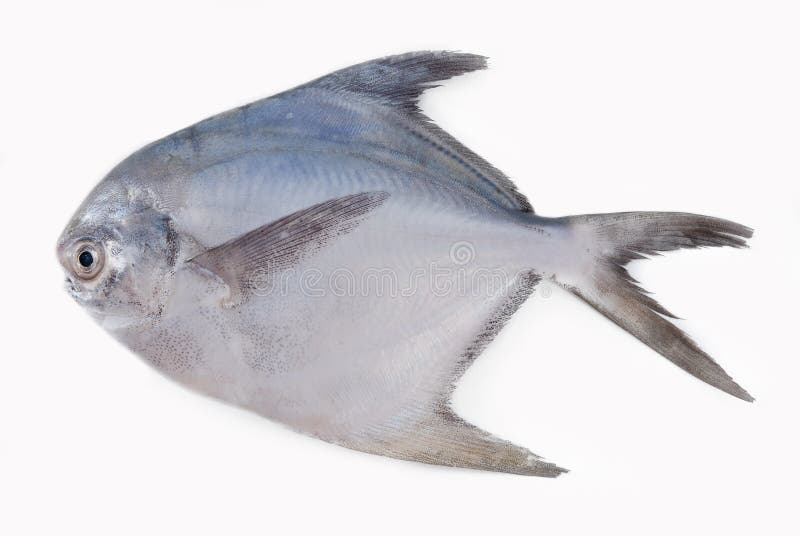 SILVER POMFRET