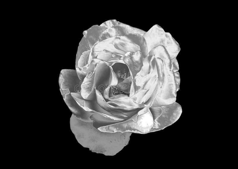 Silver rose stock photo. Image of close, flowers, lily 96062818