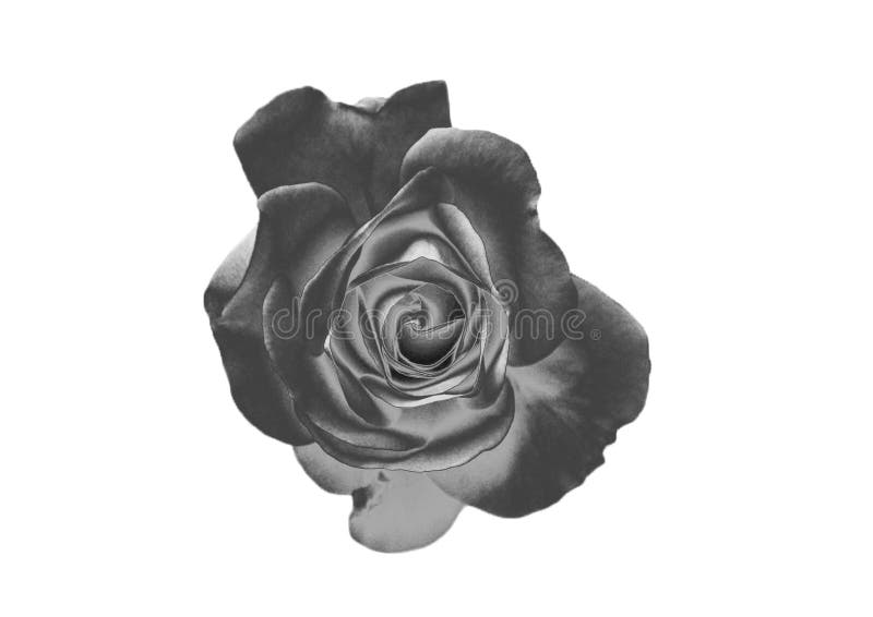 Silver rose stock photo. Image of bouquet, flora, lily 96071158