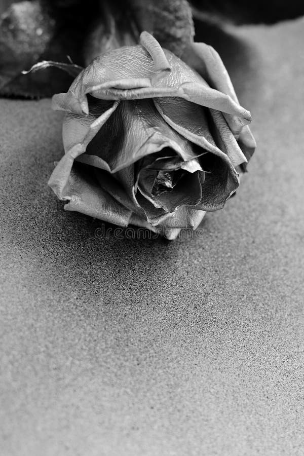 Silver Rose on Silver Metallic Background Stock Image Image of leaf