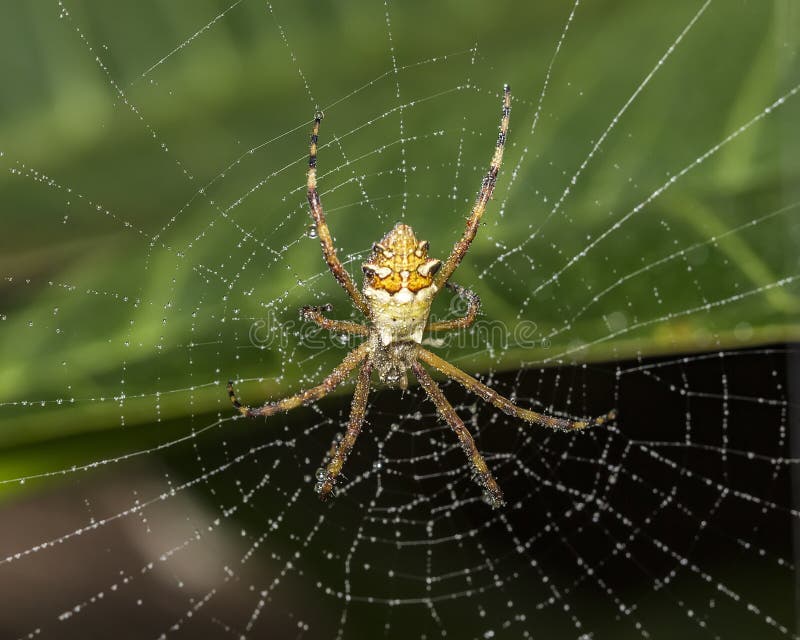 Silver spider in the web with water drops close up - Argiope argentata in the web macro photo. Photo of Silver spider in the web with water drops close up stock photos Silver spider in the web with water drops close up - Argiope argentata in the web macro photo. Photo of Silver spider in the web with water drops close up stock photos