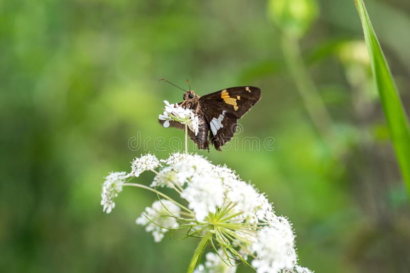 Silver Spotted Skipper Butterfly Moth on White Flower in Spring Stock
