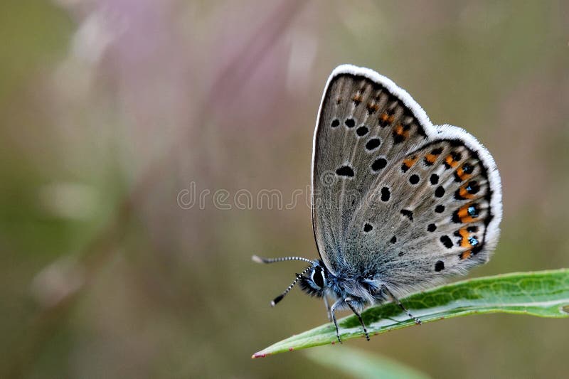 Silver-studded blue stock photos Silver-studded blue stock photos