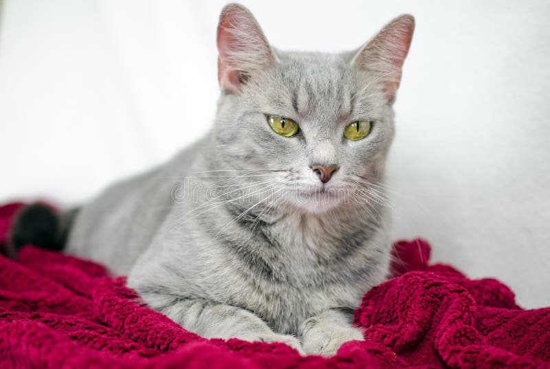 silver tabby cat for adoption silver tabby cat for adoption