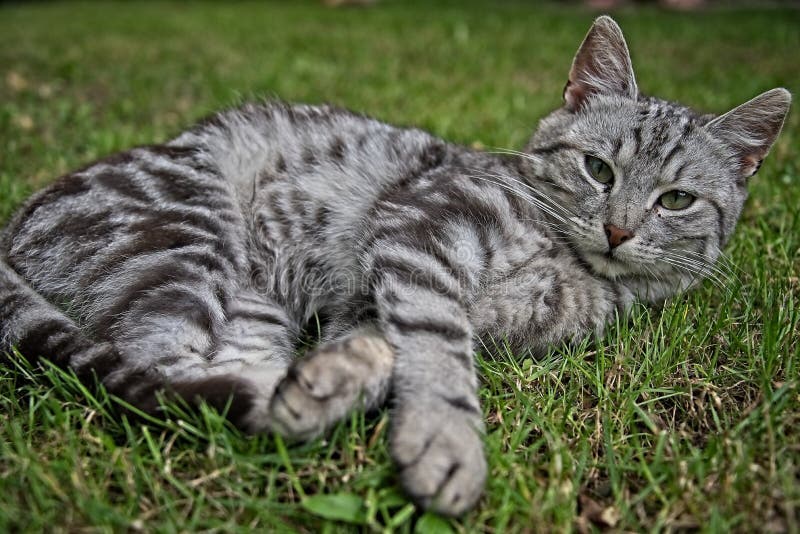 Silver tabby cat stock image. Image of green, grass 110814013