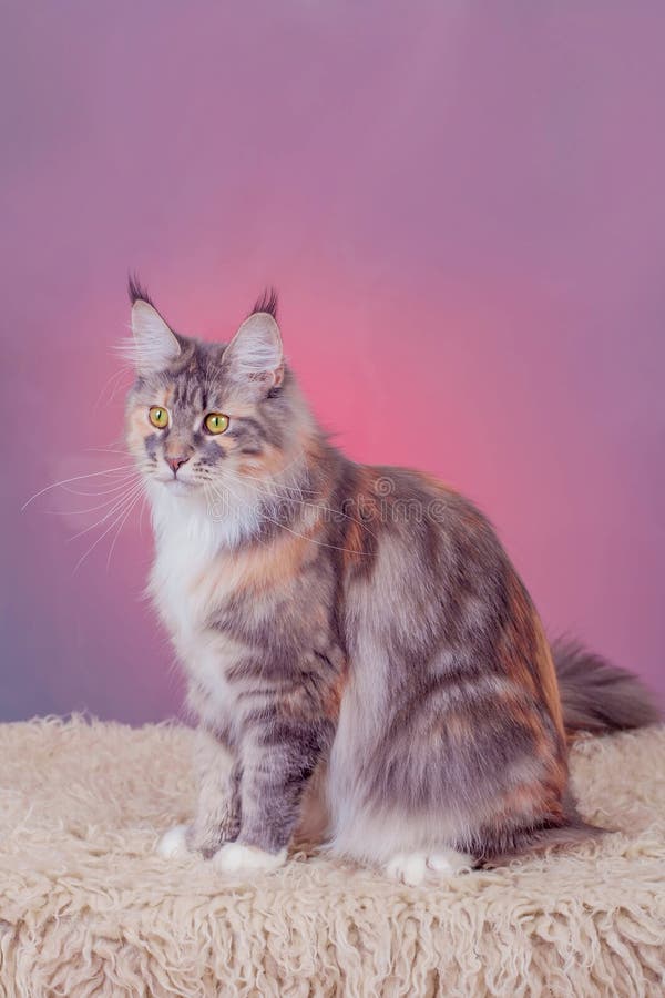 Silver tabby maine coon kitten, 5 month