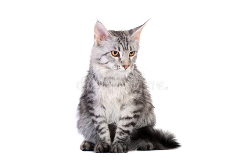 Silver tabby maine coon kitten, 5 month