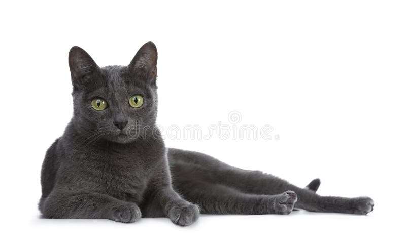 Silver tippade den blåa vuxna Korat katten som isolerades på vit bakgrund royaltyfri fotografi Silver tippade den blåa vuxna Korat katten som isolerades på vit bakgrund royaltyfri fotografi